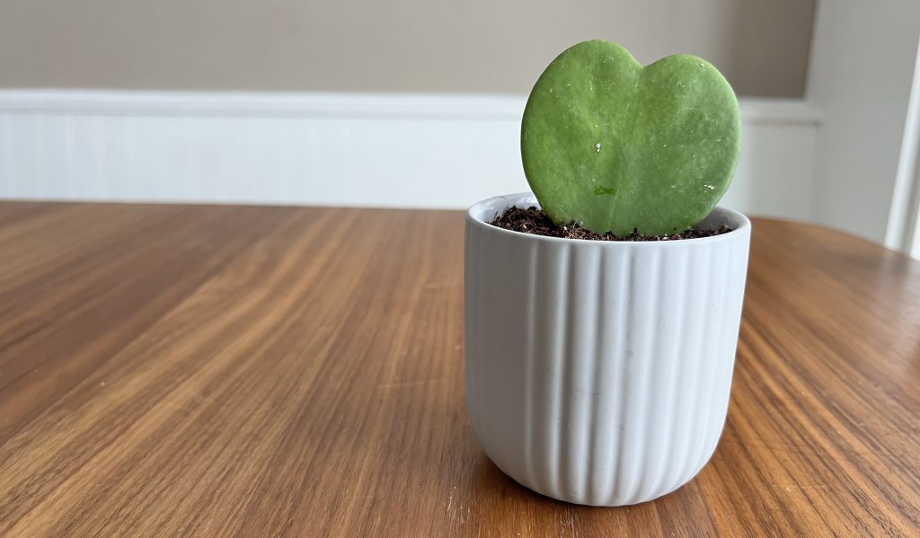 Potted heart-shaped plant