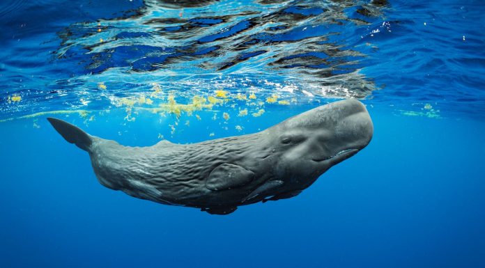 whale under water