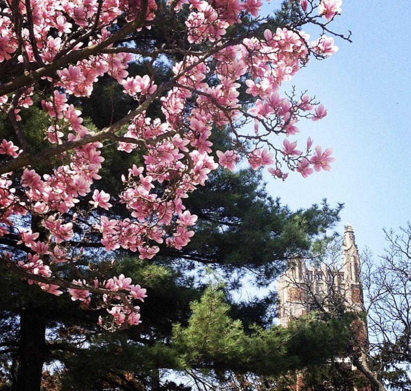 magnolia blooms by Beaumont Tower