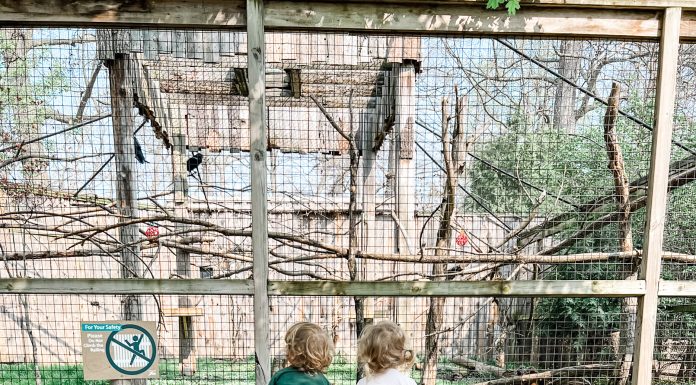 two children looking at birds at potter park zoo.