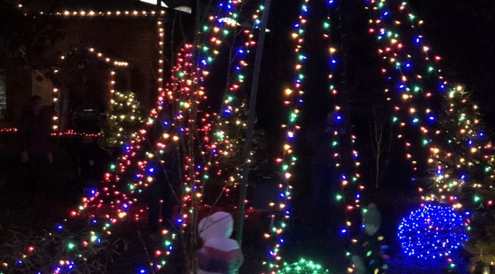 get outside and experience the lights at potter park zoo